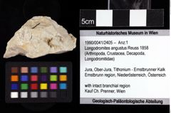 Foto (Objket + Etiketten) von Longodromites angustus (Reuss 1858) 